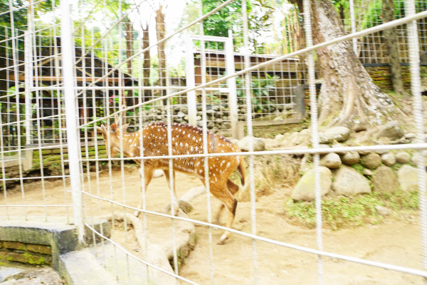 KEMUNING MINI ZOO