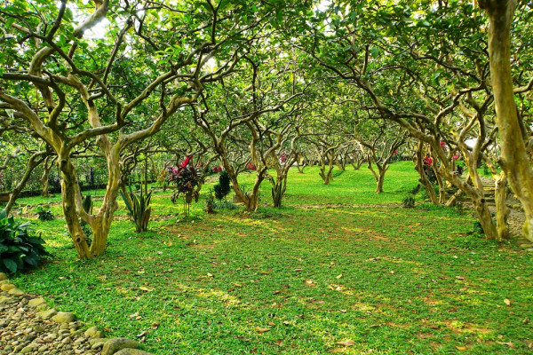 WISATA PETIK JAMBU PUJA