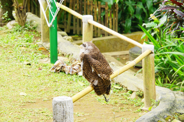 KEMUNING MINI ZOO