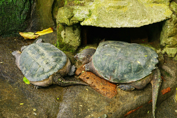 KEMUNING MINI ZOO