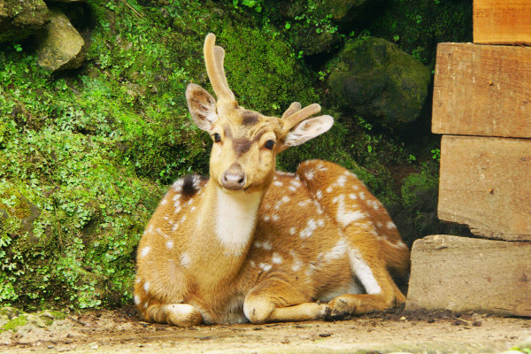 KEMUNING MINI ZOO