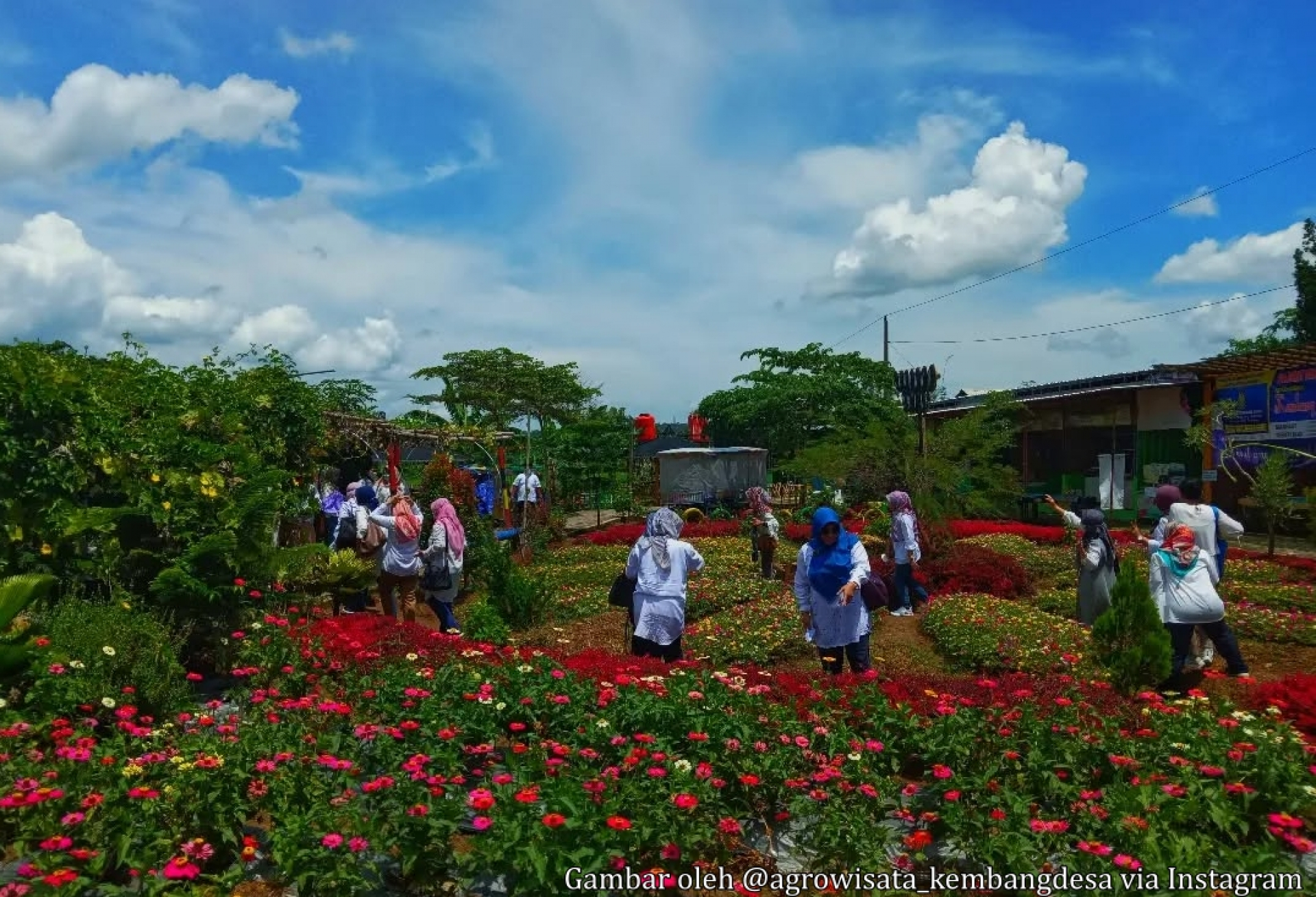 Menikmati Indahnya Agrowisata Kembang Desa Dawung