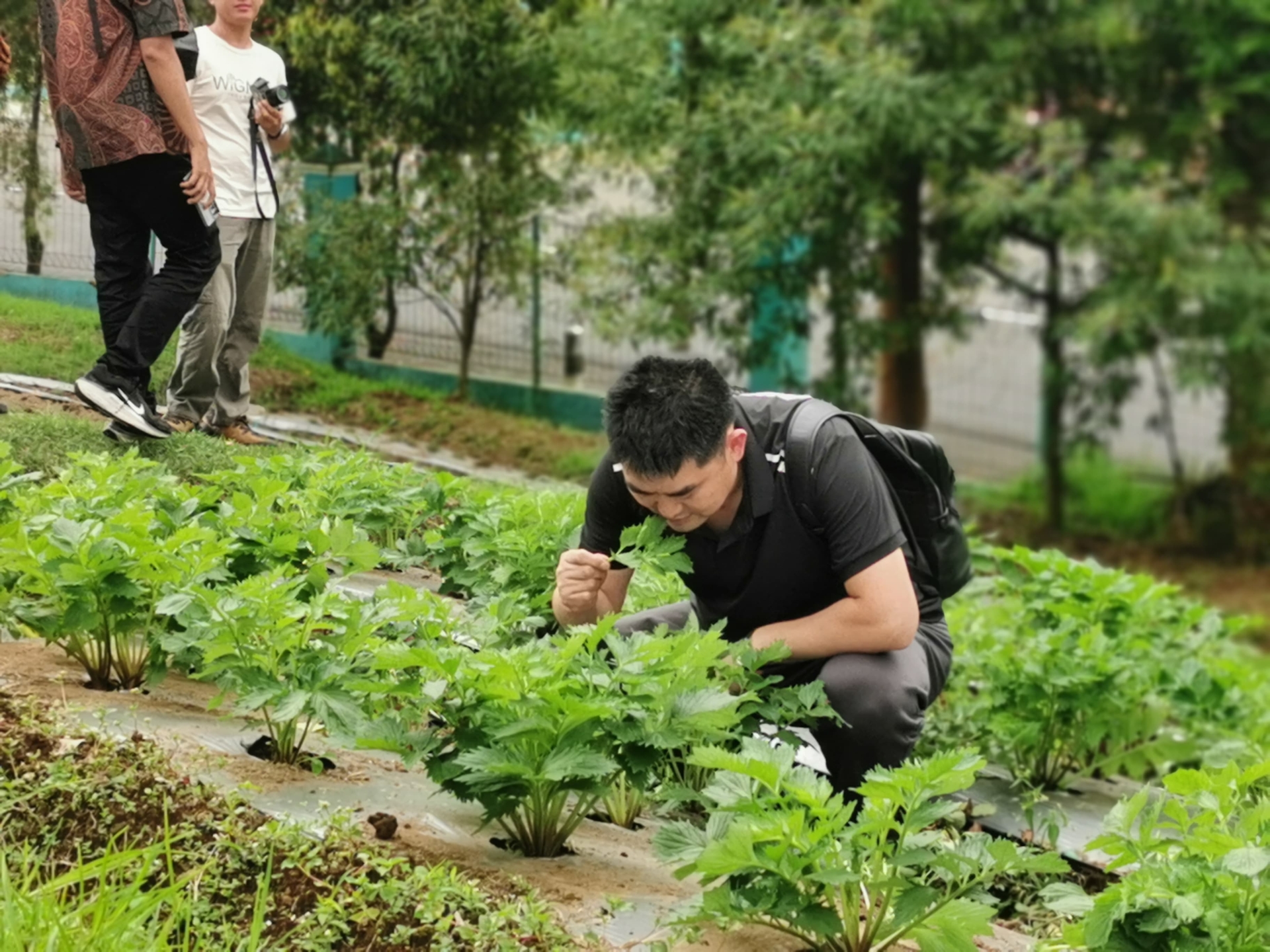 Kebun Aromatik Tlogodringo