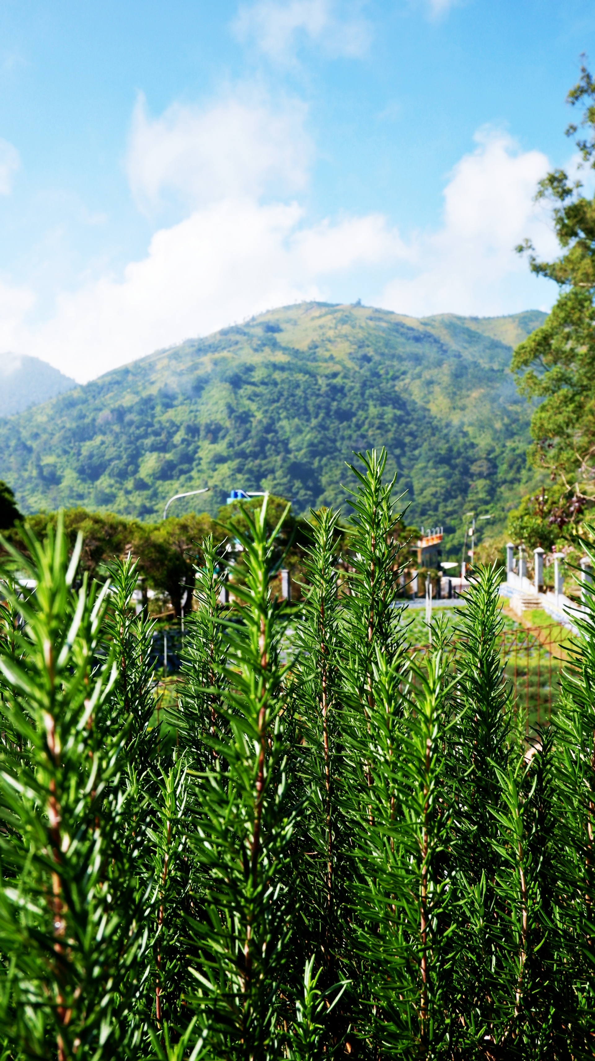 Kebun Aromatik Tlogodringo