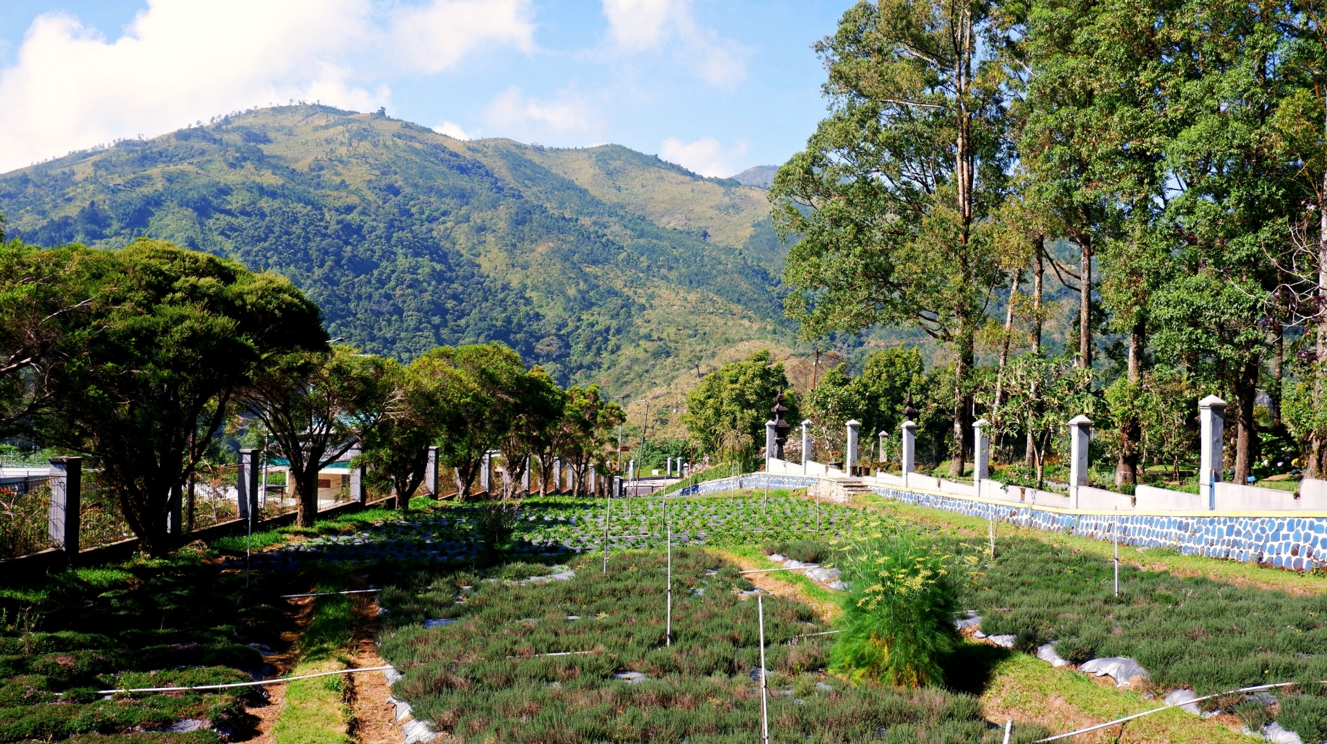 Kebun Aromatik Tlogodringo