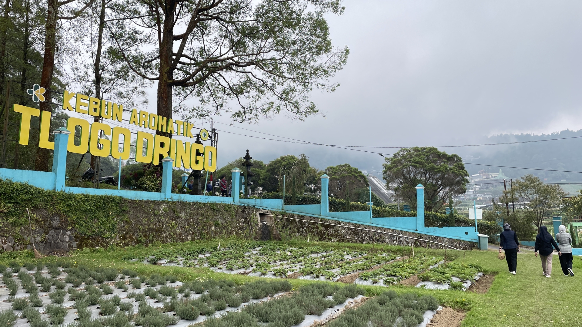 Kebun Aromatik Tlogodringo